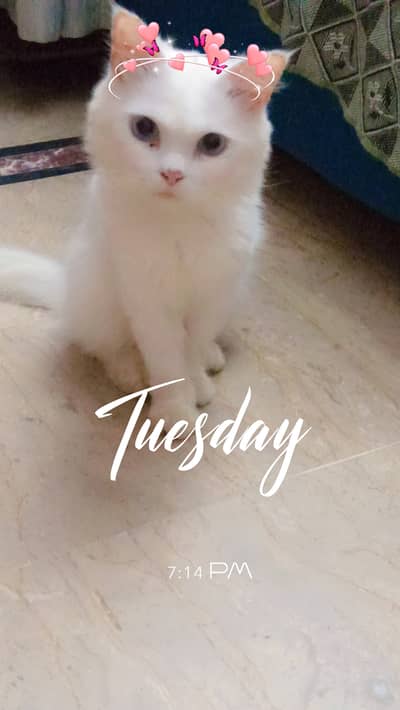 Beautiful Persian Male Cat – 3 Years Old