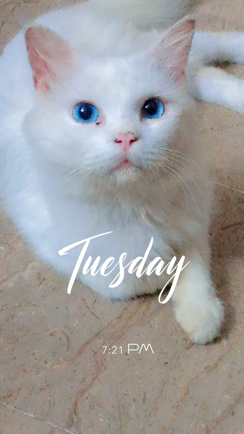 Beautiful Persian Male Cat – 3 Years Old — photo 2