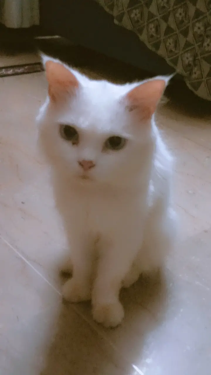 Beautiful Persian Male Cat – 3 Years Old — photo 3