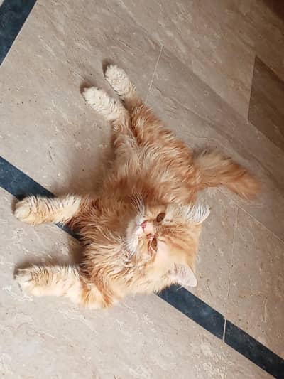 Persian cat 3cot