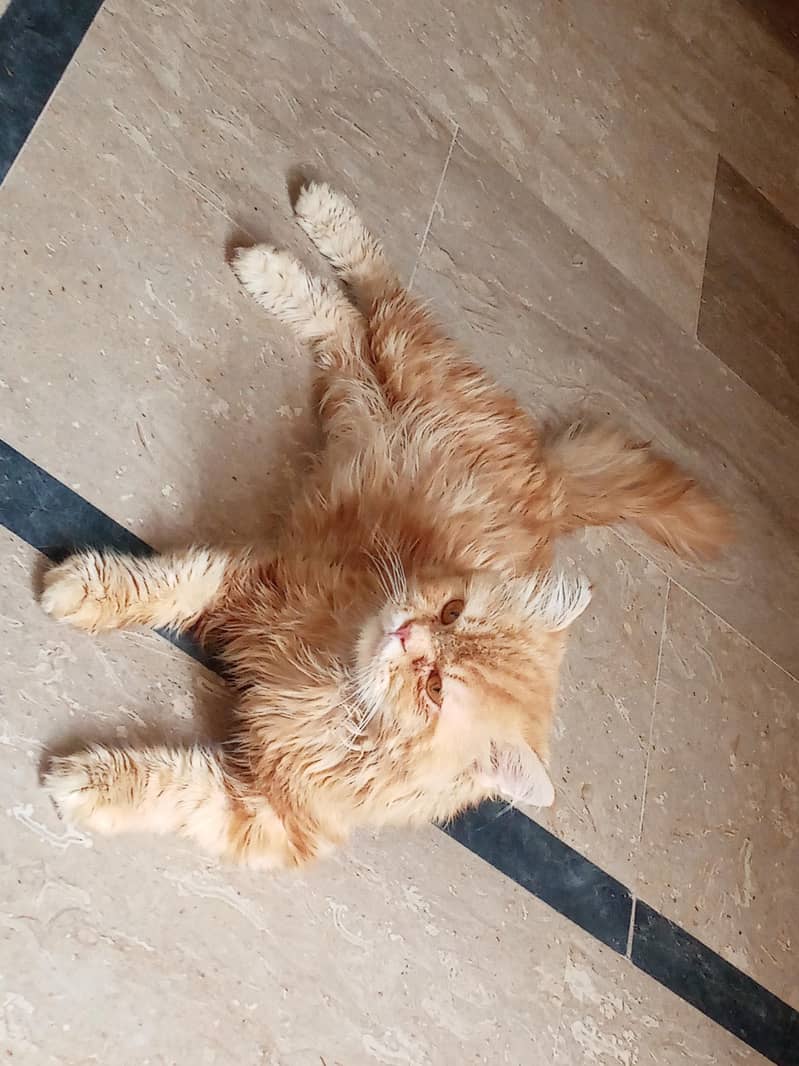 Persian cat 3cot 0