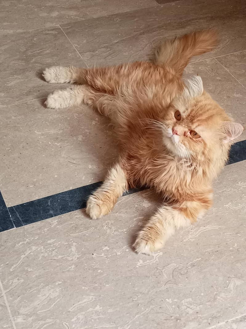 Persian cat 3cot 1