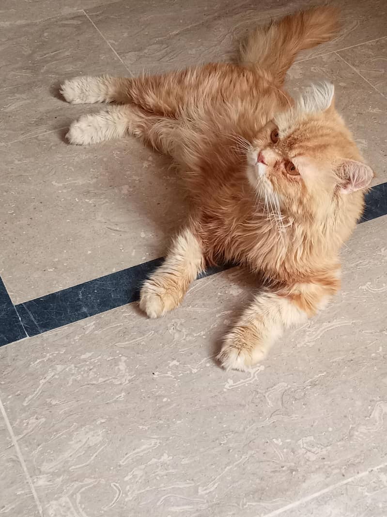 Persian cat 3cot 2