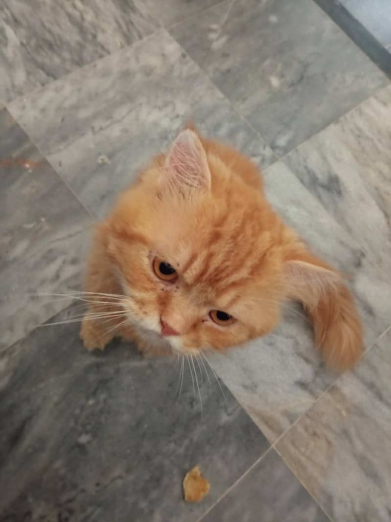 Persian cat 3cot 4