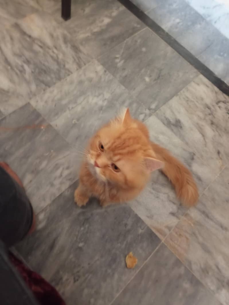 Persian cat 3cot 5