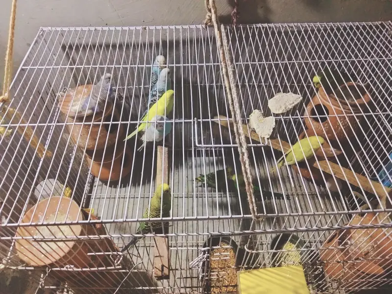 all budgies with cage and accessories — photo 2