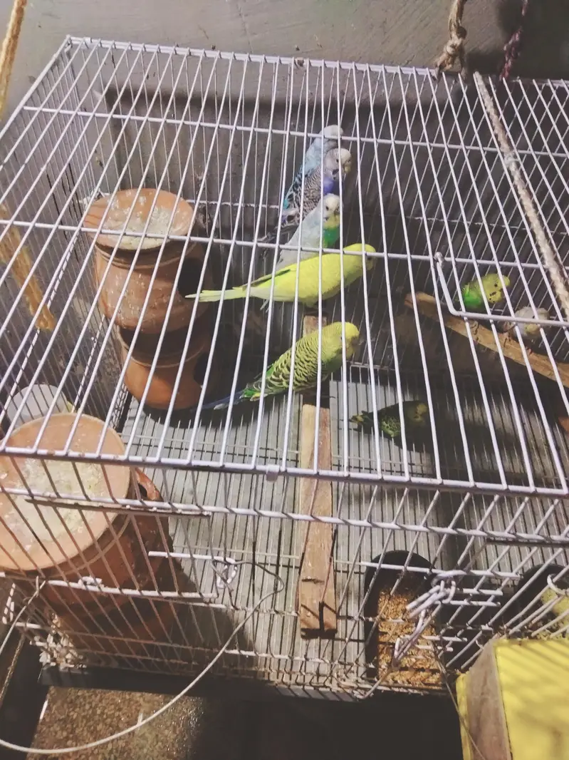 all budgies with cage and accessories — photo 3