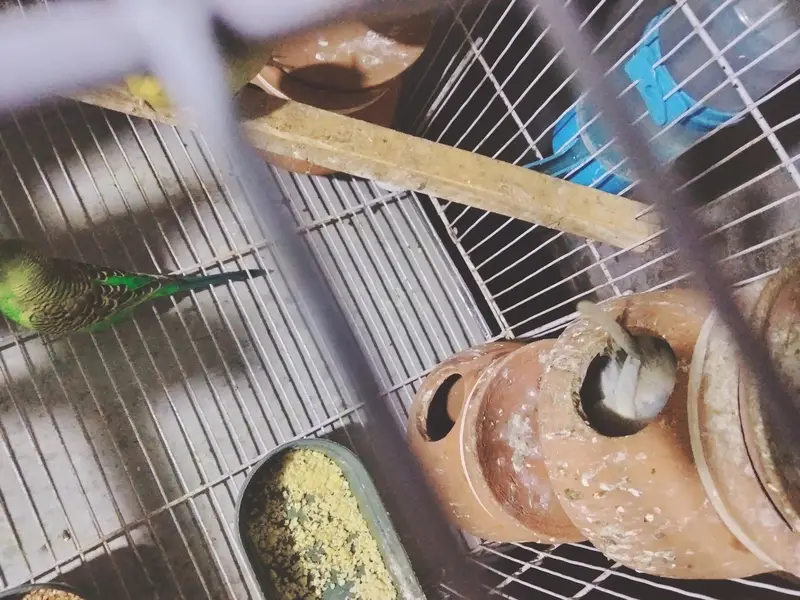 all budgies with cage and accessories — photo 5