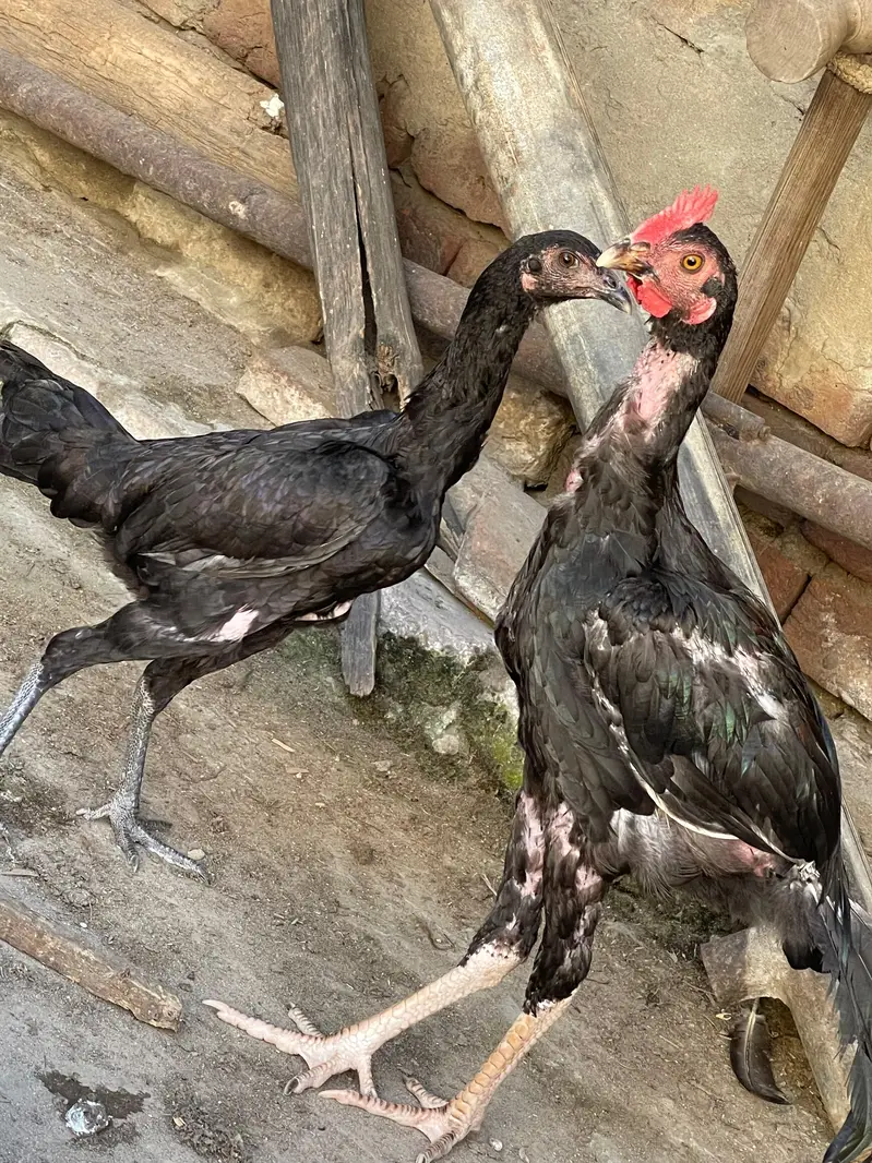 Benghum Aseel — photo 5