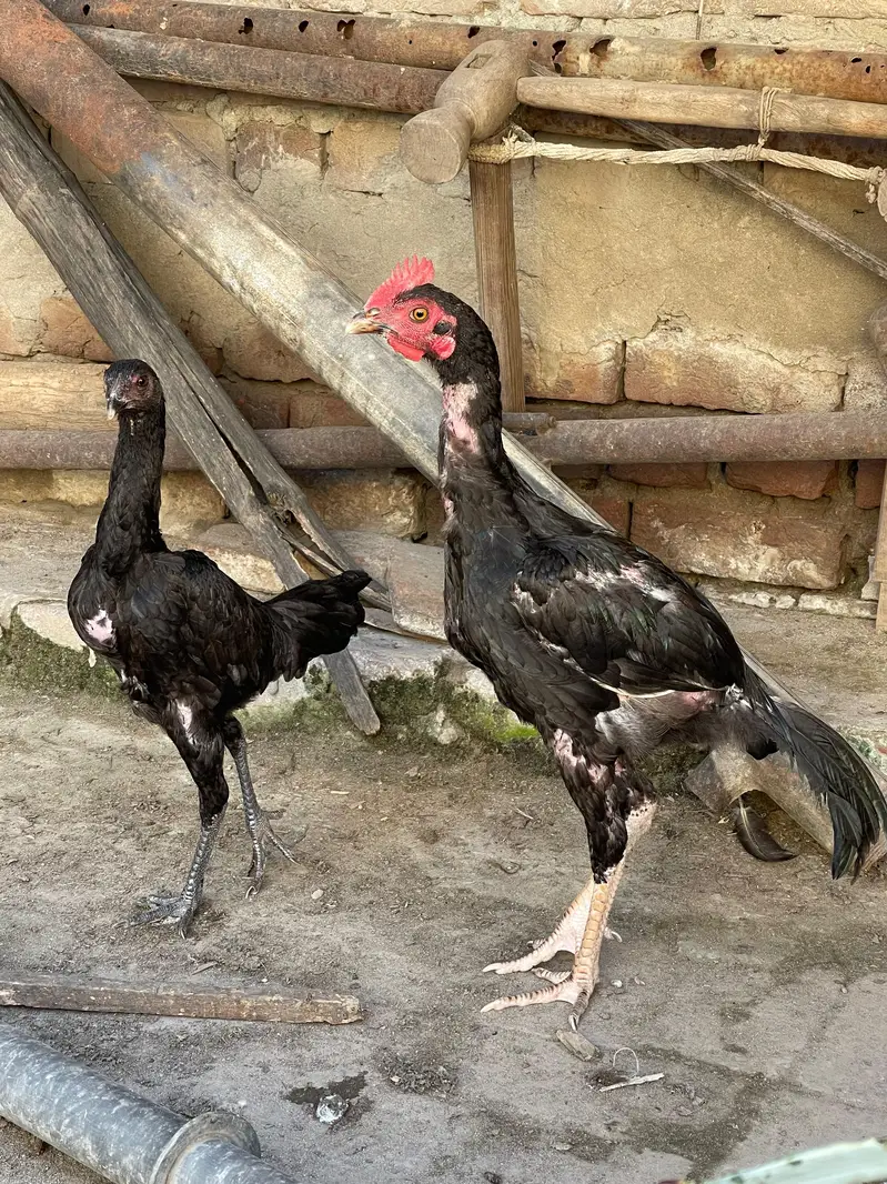 Benghum Aseel — photo 6