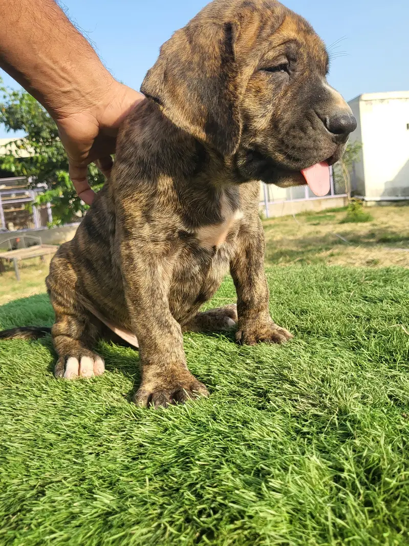 Khalis Bully Kutta Puppies — photo 3