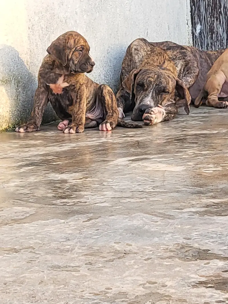 Khalis Bully Kutta Puppies — photo 8