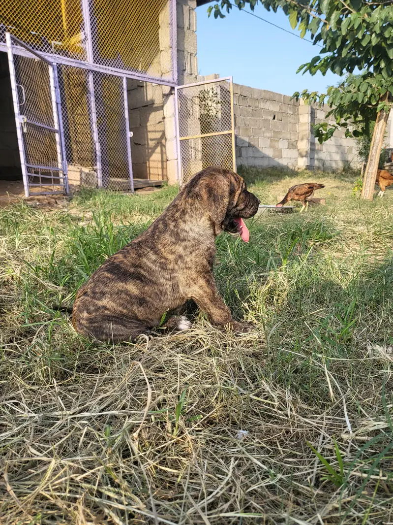 Khalis Bully Kutta Puppies — photo 10