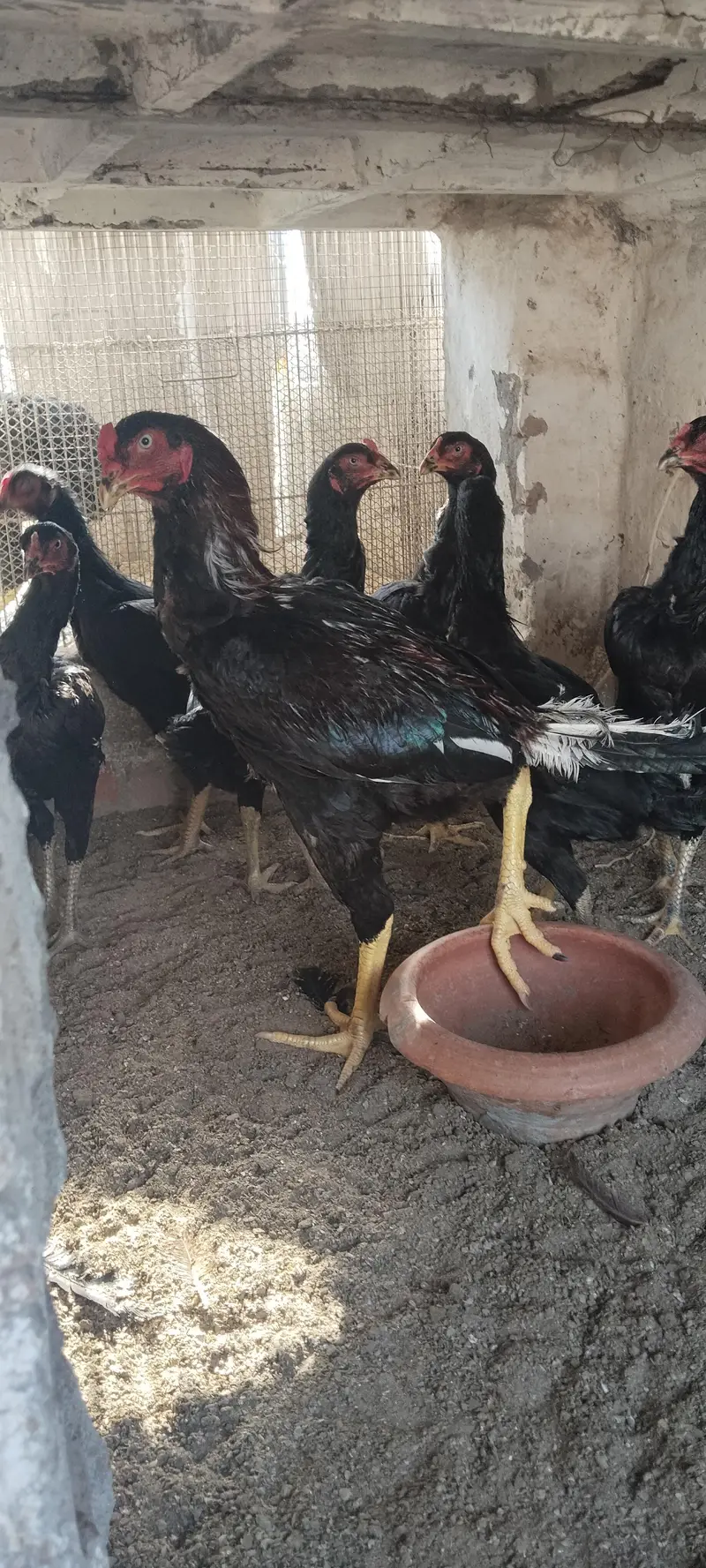 Black Aseel — photo 2