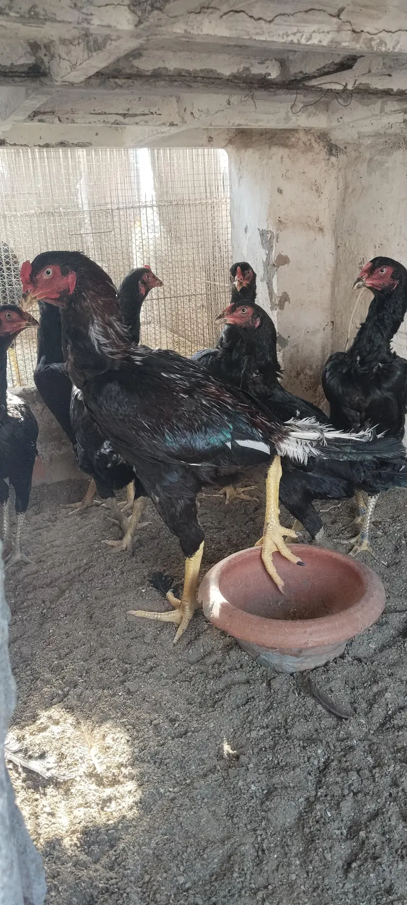 Black Aseel — photo 3