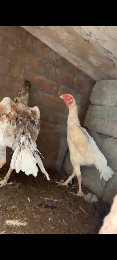 shamoo female for sale