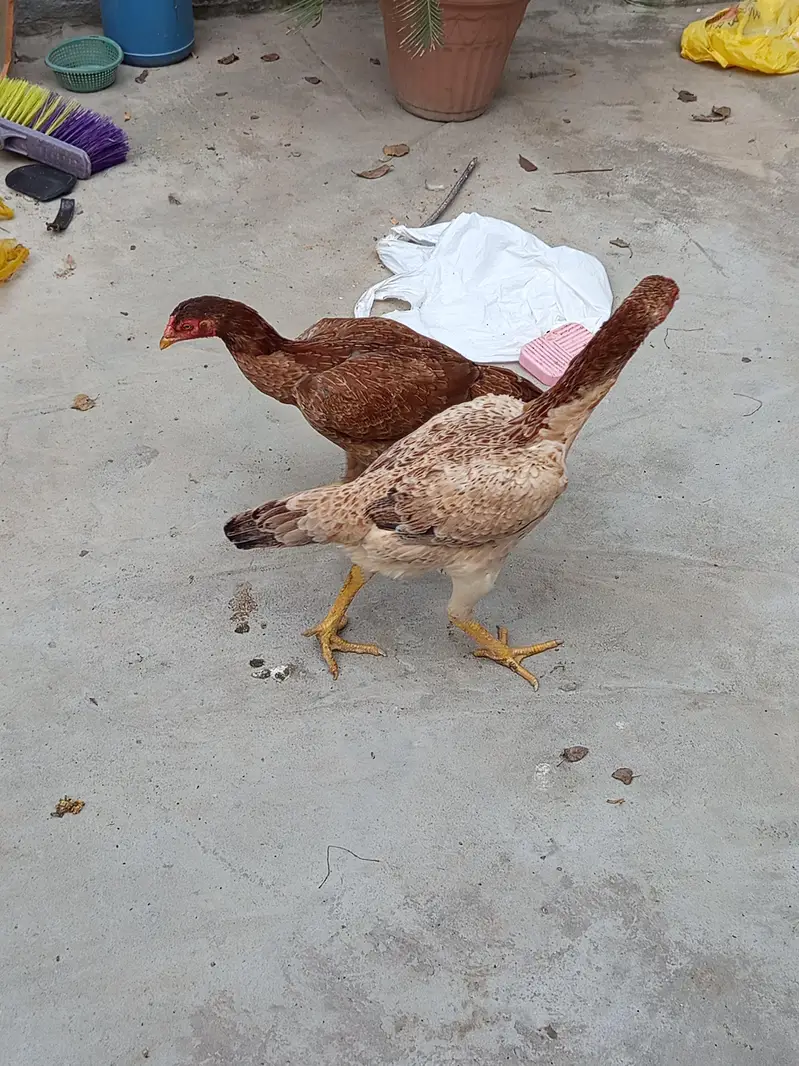 Aseel shaamo cross and other aseel hens, cruk hens — photo 2