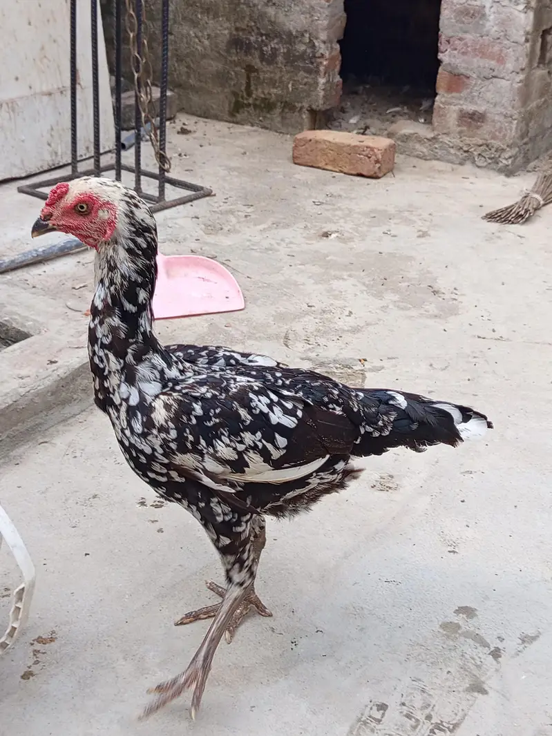 Aseel shaamo cross and other aseel hens, cruk hens — photo 4