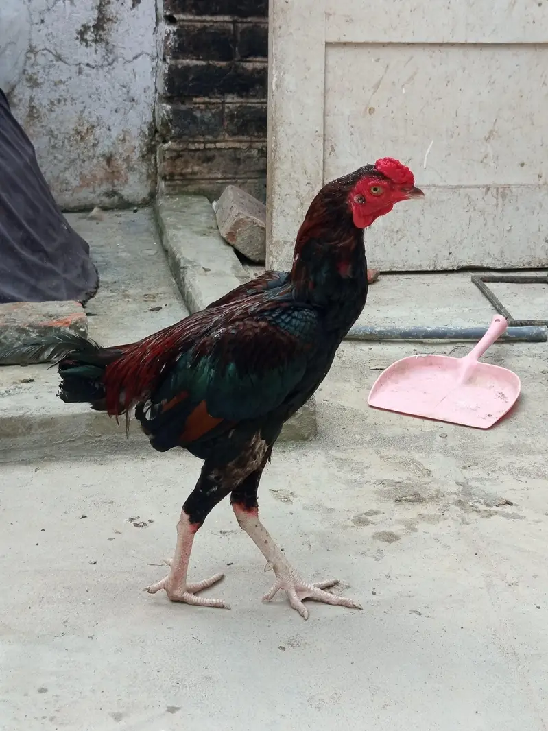 Aseel shaamo cross and other aseel hens, cruk hens — photo 6