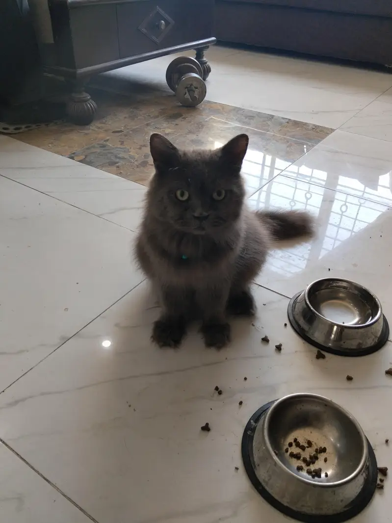 Male Persian Cat — photo 8