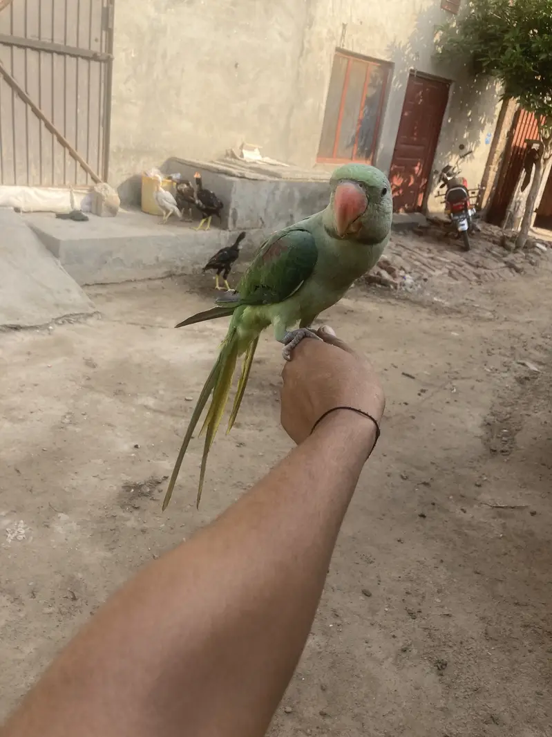 What’s app number 03277544971 hand tame ha — photo 4