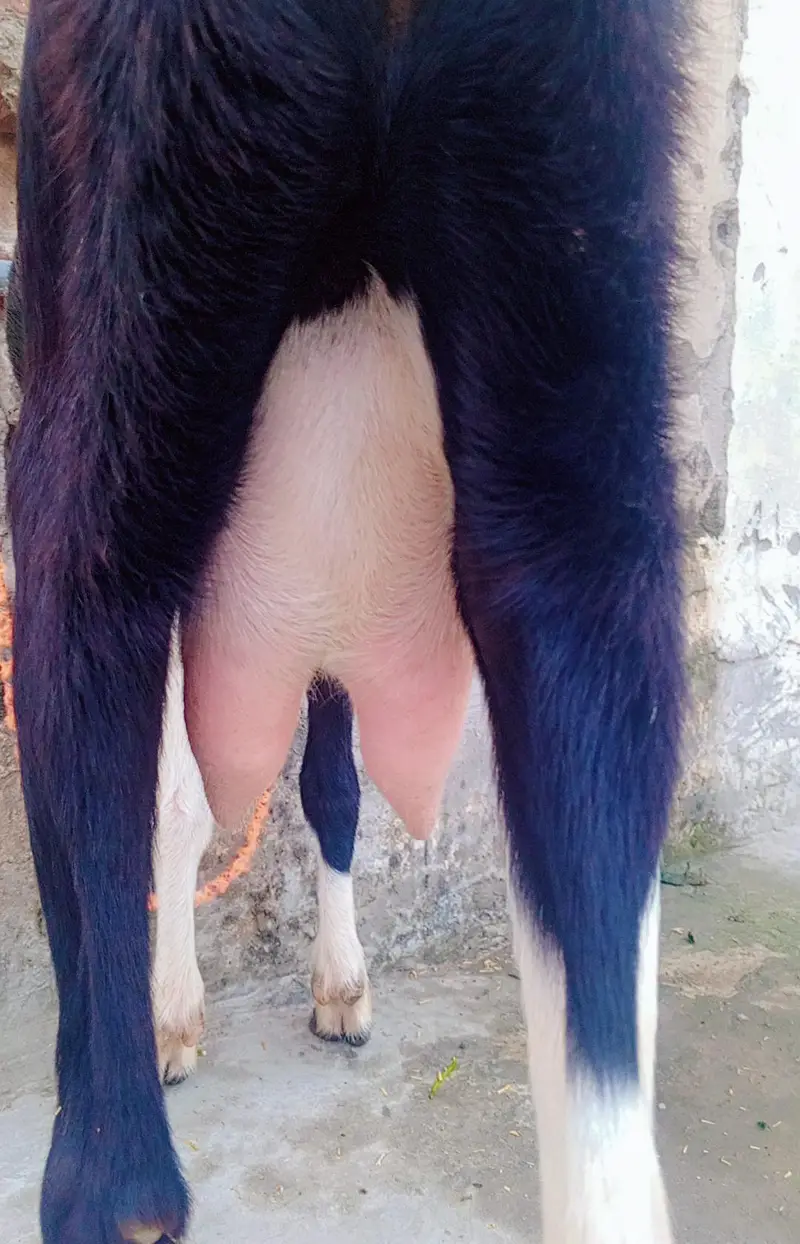 Gulabi Ablak Desi bakri  Add pori prhy — photo 2