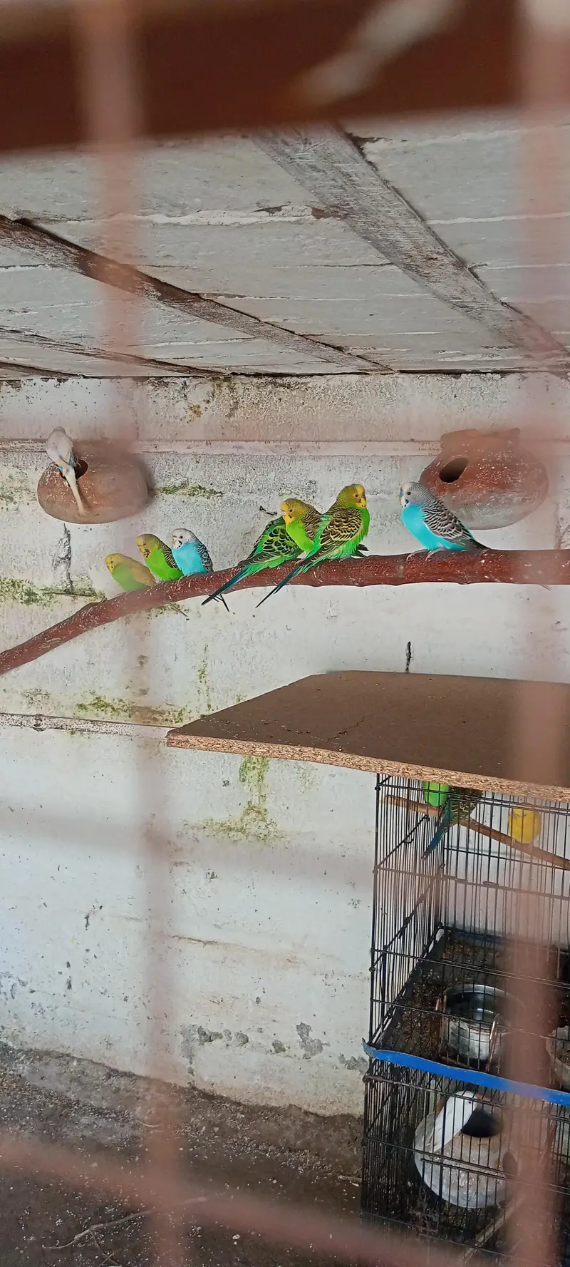 healthy and active pair for sale — photo 2