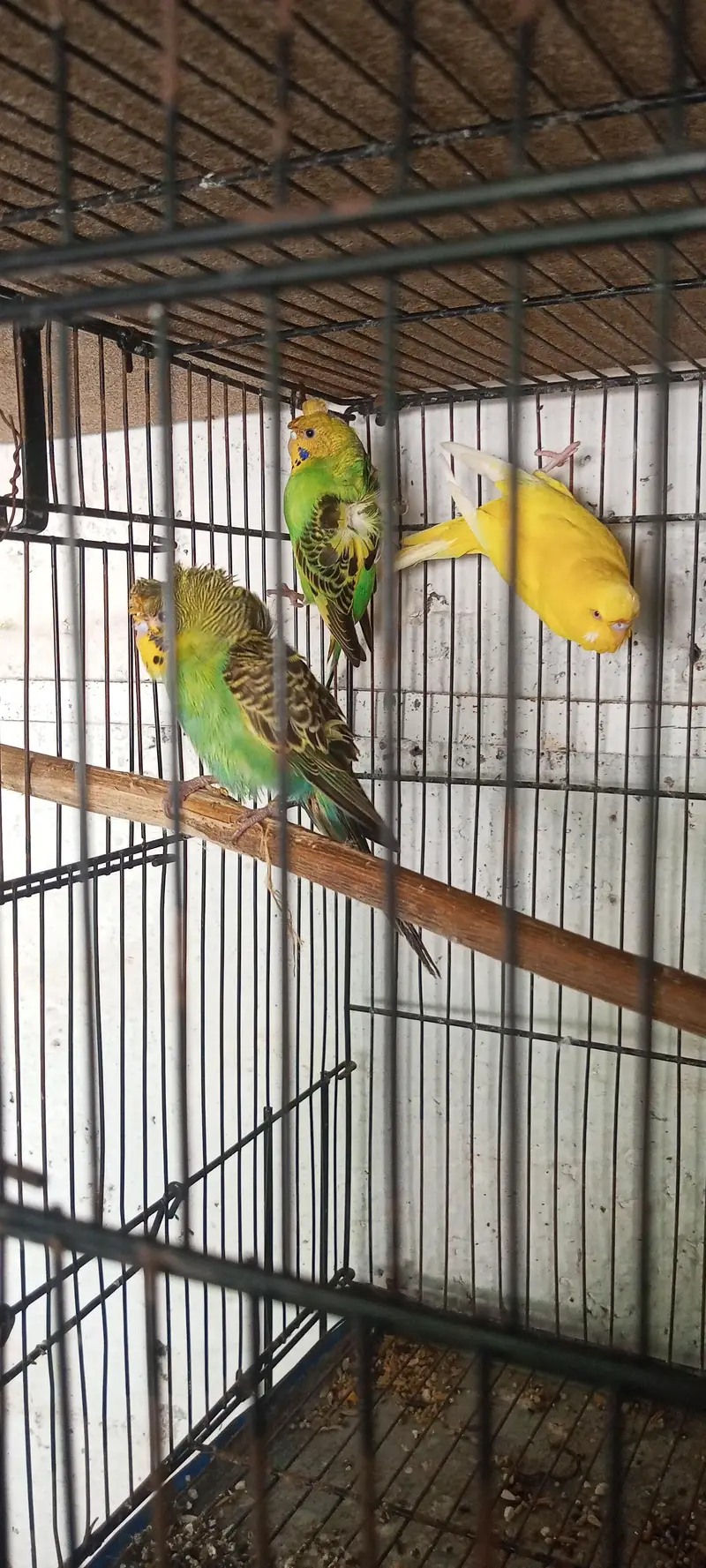 healthy and active pair for sale — photo 4