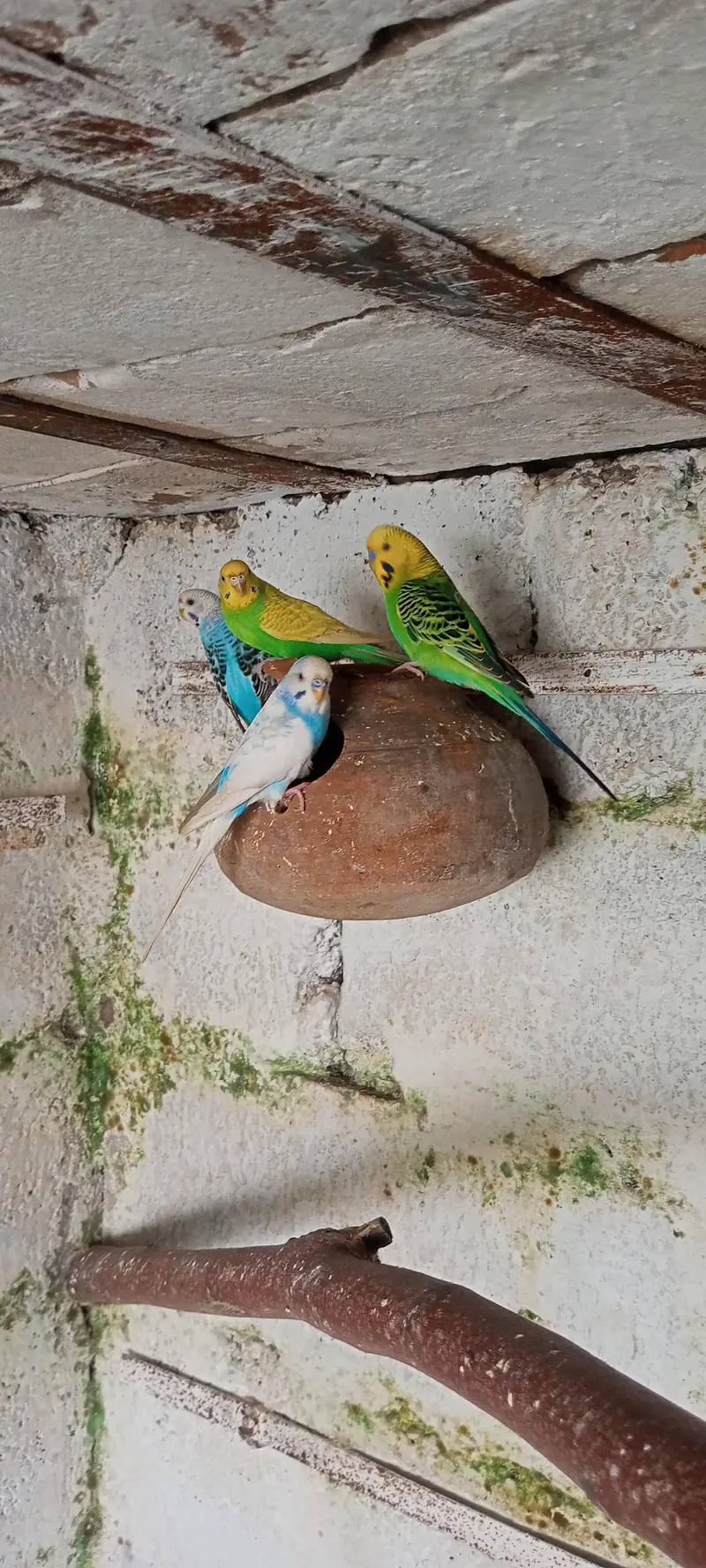 healthy and active pair for sale — photo 5