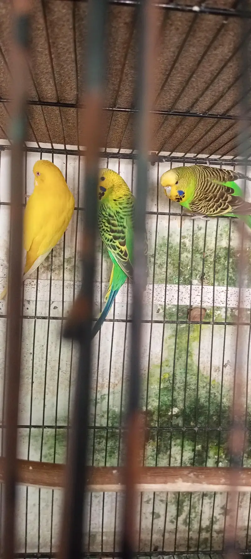healthy and active pair for sale — photo 7