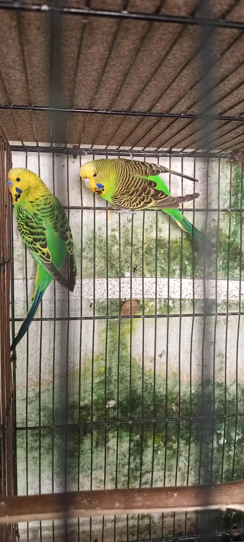 healthy and active pair for sale — photo 8
