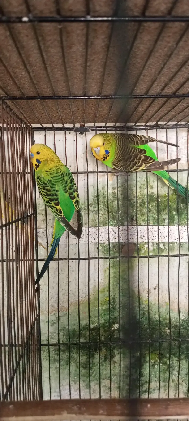 healthy and active pair for sale — photo 9