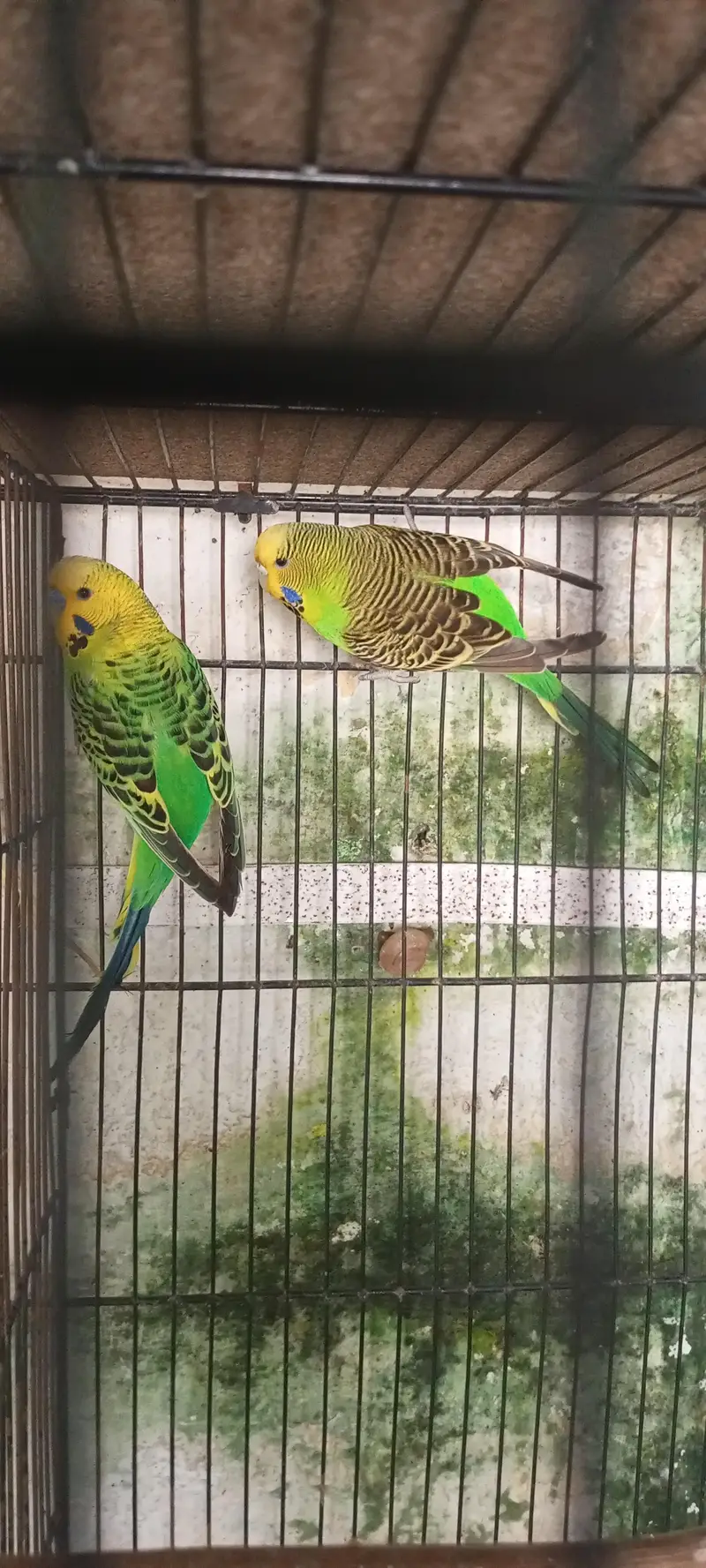 healthy and active pair for sale — photo 10
