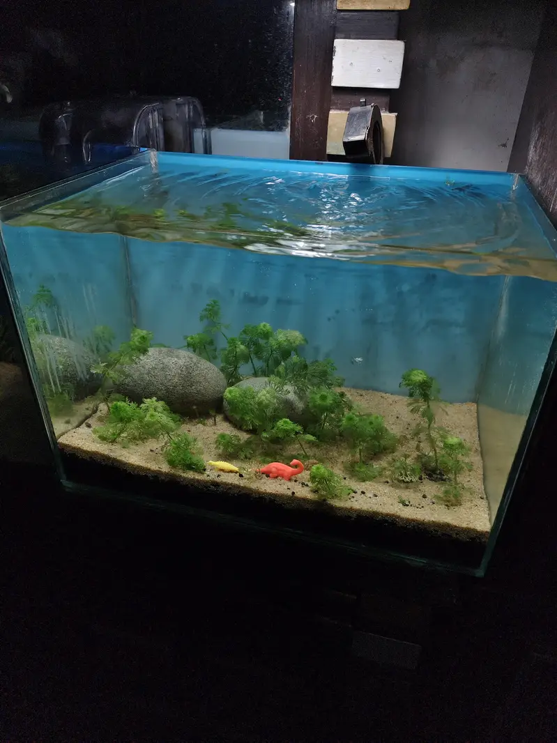 Planted aquarium — photo 2