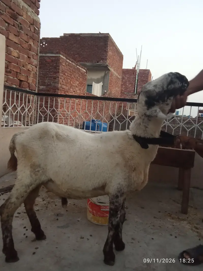 Desi Mundra chatra