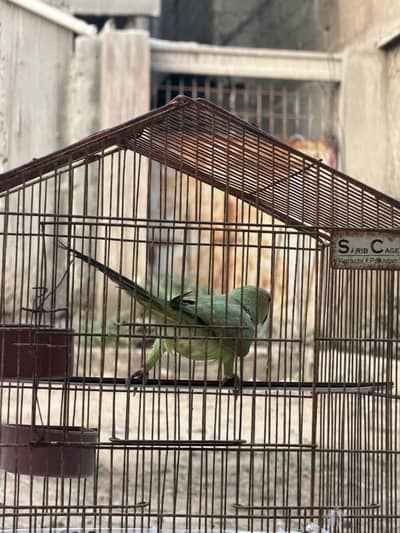 green ringneck indian parrot