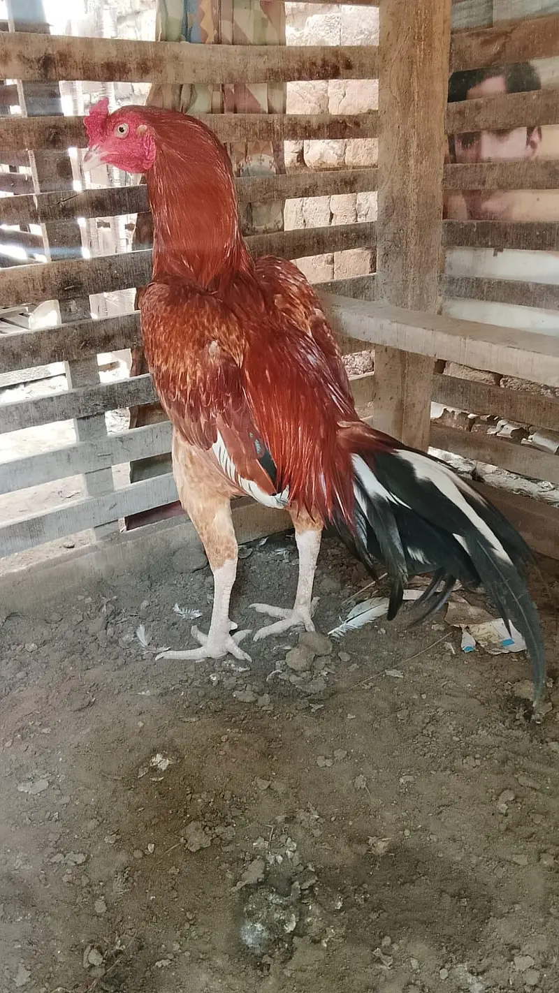 Desi poultry Farm — photo 2