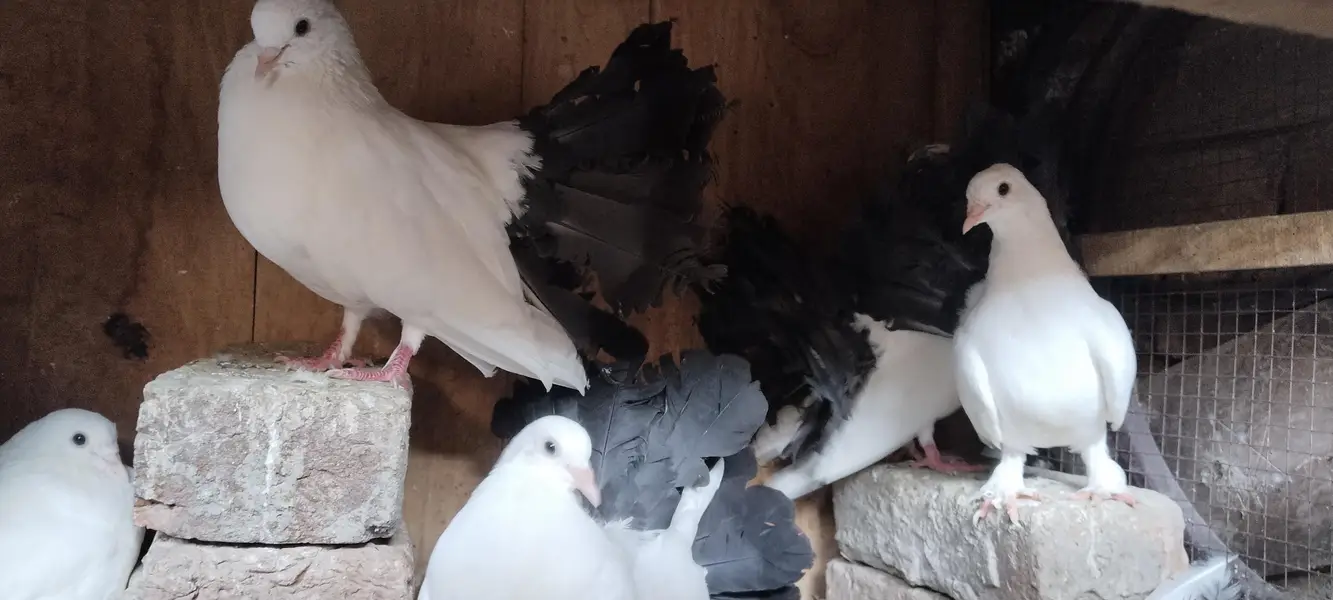 black tail peigon for sale — photo 2