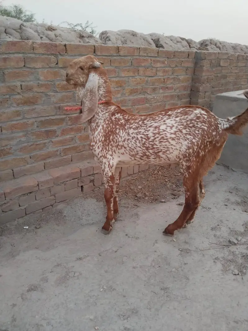 desi Bakra for sale — photo 2