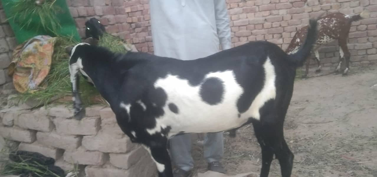 Bakra 1