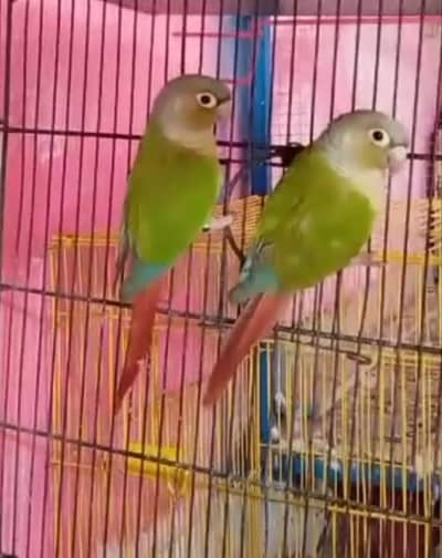Pineapple conour Breeder DNA pair available