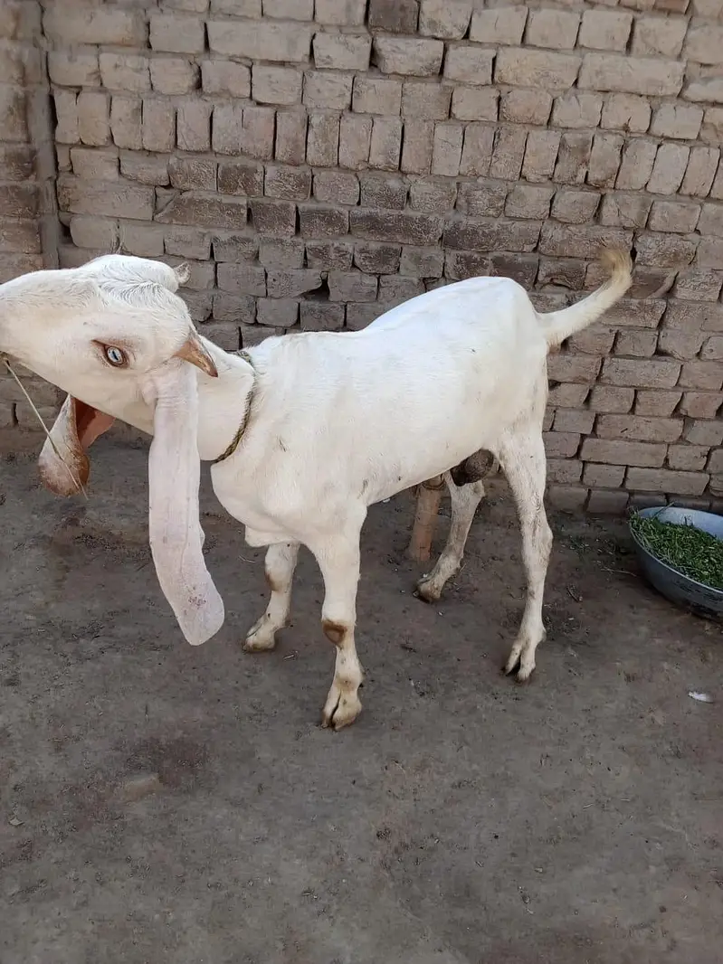 desi Bakra for Sale Mashallah — photo 3