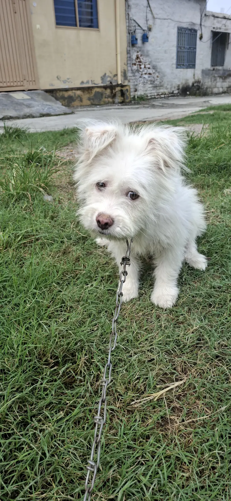 Russian poodle puppy for sale in wah cantt — photo 2