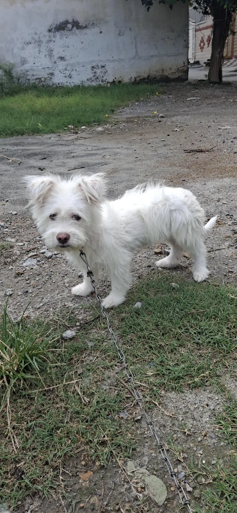 Russian poodle puppy for sale in wah cantt — photo 3