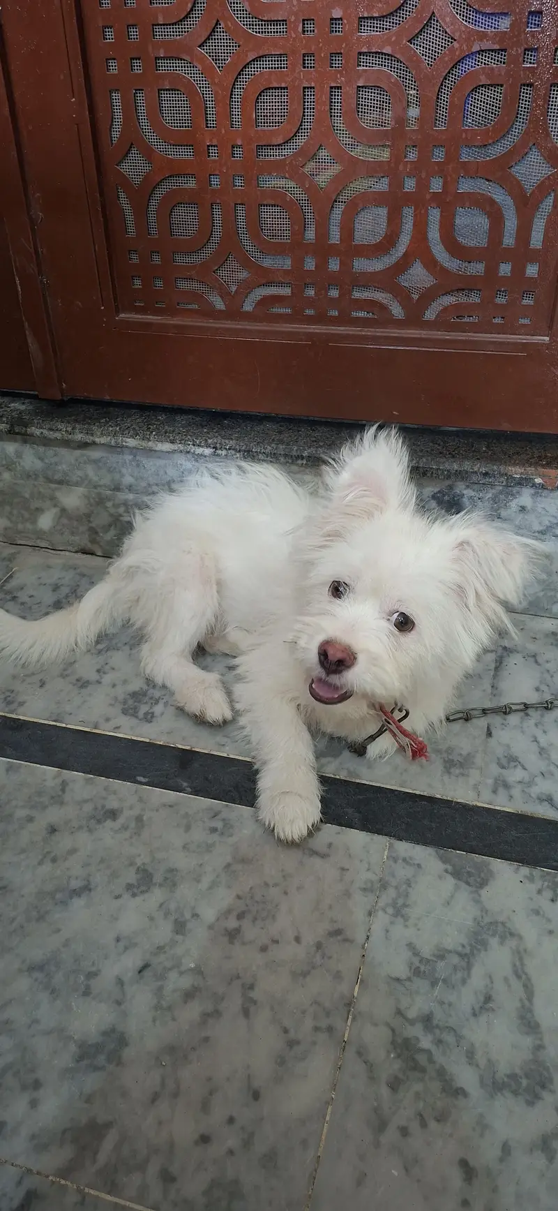 Russian poodle puppy for sale in wah cantt — photo 4