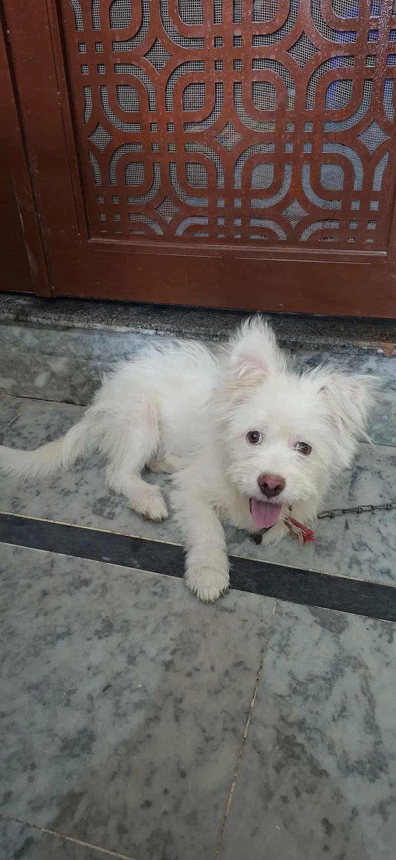 Russian poodle puppy for sale in wah cantt — photo 5