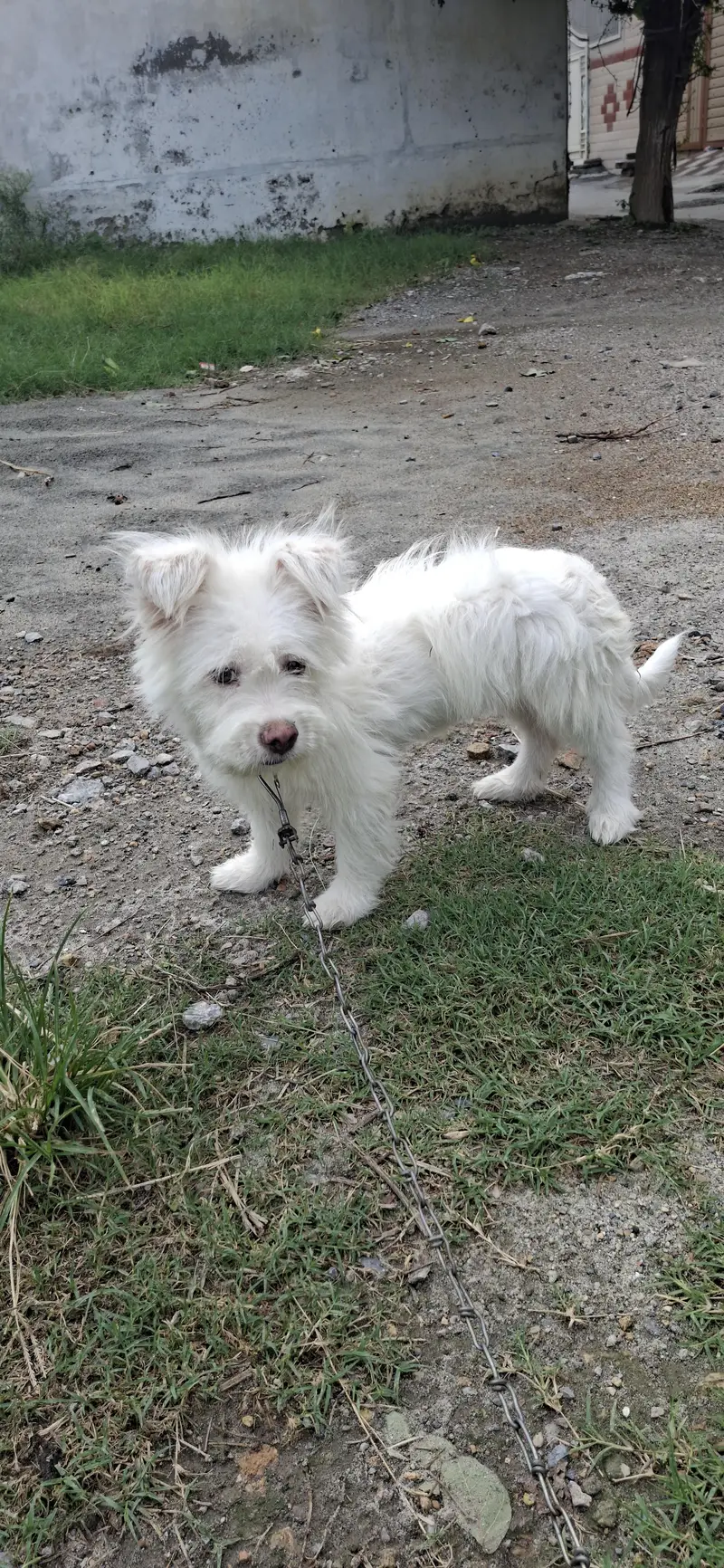 Russian poodle puppy for sale in wah cantt — photo 6