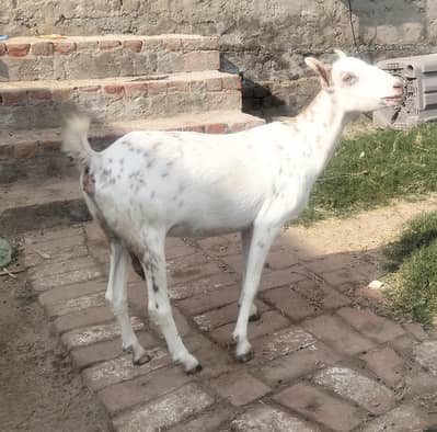 Tedi bakri