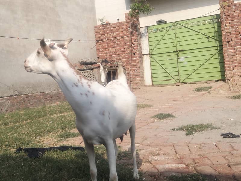 Tedi bakri 2