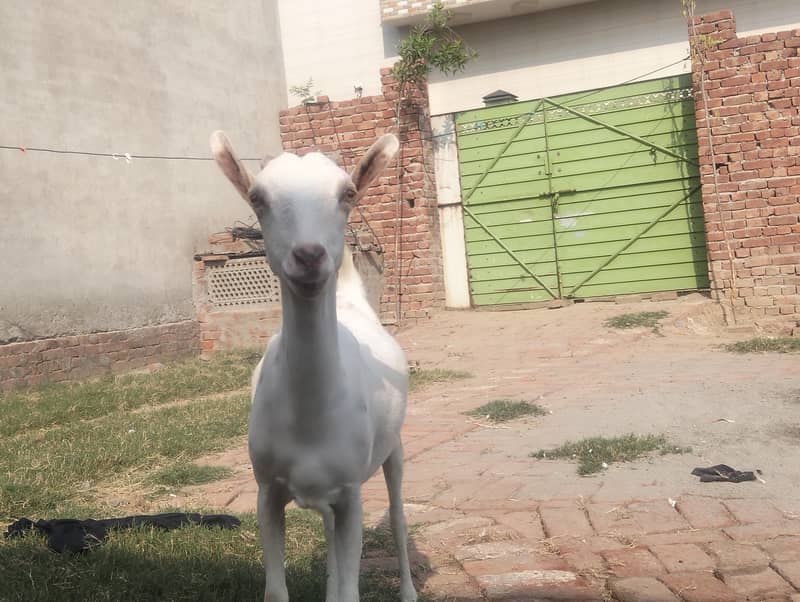 Tedi bakri 3
